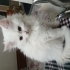 Uysal bir kedi kedimi çok oyuncudur. fotoğraf