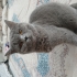 Uysal bir kedi kedimi çok oyuncudur. fotoğraf