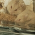 Ücretsiz gonzales hamsterlar fotoğraf
