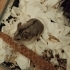 Ücretsiz gonzales hamsterlar fotoğraf