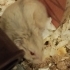 Ücretsiz gonzales hamsterlar fotoğraf