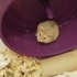 Ücretsiz gonzales hamsterlar fotoğraf