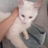 Sokağa terk cins kedi KISIRLAŞTIRILDI Aşıları yapıldı fotoğraf
