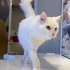 Temas bağımlısı, erkek, kısır,  aşıları tam fotoğraf