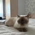 ACİL YUVA ARANIYOR fotoğraf