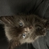 YAVRU KEDİMİZE ACİL YUVA fotoğraf