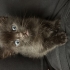 YAVRU KEDİMİZE ACİL YUVA fotoğraf