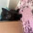 YAVRU KEDİMİZE ACİL YUVA fotoğraf