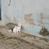Sokağa atılmış acil yuva fotoğraf