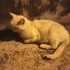 Sokağa atılmış acil yuva fotoğraf