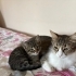 1.5 aylık yavru kedimize acil yuva fotoğraf
