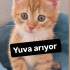 Çok nadir dişi Sarman yavru yuva arıyor fotoğraf