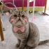Ücretsiz sahiplenme pofidik Exotic shorthair fotoğraf