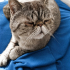 Ücretsiz sahiplenme pofidik Exotic shorthair fotoğraf