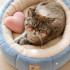 Ücretsiz sahiplenme pofidik Exotic shorthair fotoğraf