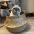 British shorthair 2,5 yasinda yuva ariyoruzzz fotoğraf