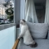 British shorthair 2,5 yasinda yuva ariyoruzzz fotoğraf