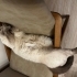 British shorthair 2,5 yasinda yuva ariyoruzzz fotoğraf