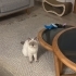 British shorthair 2,5 yasinda yuva ariyoruzzz fotoğraf