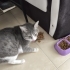 minnoş kedi, oyun oynamayı sever fotoğraf