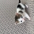 Minik Susam 🐾 1 Aylık Erkek Tekir – Ömürlük Yuvasını Arıyor fotoğraf