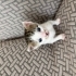 Minik Susam 🐾 1 Aylık Erkek Tekir – Ömürlük Yuvasını Arıyor fotoğraf