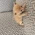 Minik Kimyon 🐾 1 Aylık Erkek Sarman- Ömürlük Yuva Arıyor fotoğraf