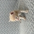Minik Kimyon 🐾 1 Aylık Erkek Sarman- Ömürlük Yuva Arıyor fotoğraf