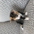 Minik Tarçın 🐾 1 Aylık Dişi Calico – Ömürlük Yuva Arıyor fotoğraf