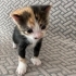 Minik Tarçın 🐾 1 Aylık Dişi Calico – Ömürlük Yuva Arıyor fotoğraf