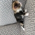 Minik Tarçın 🐾 1 Aylık Dişi Calico – Ömürlük Yuva Arıyor fotoğraf