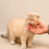 Ücretsiz sahiplenme pofidik British kedi acil yuva fotoğraf