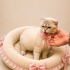 Ücretsiz sahiplenme pofidik British kedi acil yuva fotoğraf