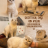 Ücretsiz sahiplenme pofidik British kedi acil yuva fotoğraf