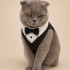 Ücretsiz sahiplenme Scottish kedi fotoğraf