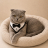 Ücretsiz sahiplenme Scottish kedi fotoğraf