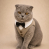 Ücretsiz sahiplenme Scottish kedi fotoğraf