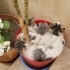4 adet yavru ücretsiz sahiplendirme fotoğraf