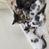 4 adet yavru ücretsiz sahiplendirme fotoğraf