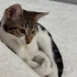 Güzel Bella yuva arıyor fotoğraf