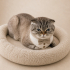 Ücretsiz sahiplenme Scottish kedi fotoğraf