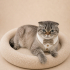 Ücretsiz sahiplenme Scottish kedi fotoğraf