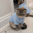 Ücretsiz sahiplenme Scottish kedi fotoğraf