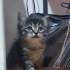 Kibar Bir Kız Bebek fotoğraf