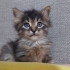 Kibar Bir Kız Bebek fotoğraf