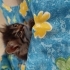 Kibar Bir Kız Bebek fotoğraf