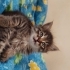 Kibar Bir Kız Bebek fotoğraf