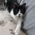 British-Tuxedo kırması kızımıza ömürlük yuva arıyoruz. fotoğraf