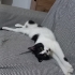British-Tuxedo kırması kızımıza ömürlük yuva arıyoruz. fotoğraf