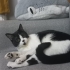 British-Tuxedo kırması kızımıza ömürlük yuva arıyoruz. fotoğraf